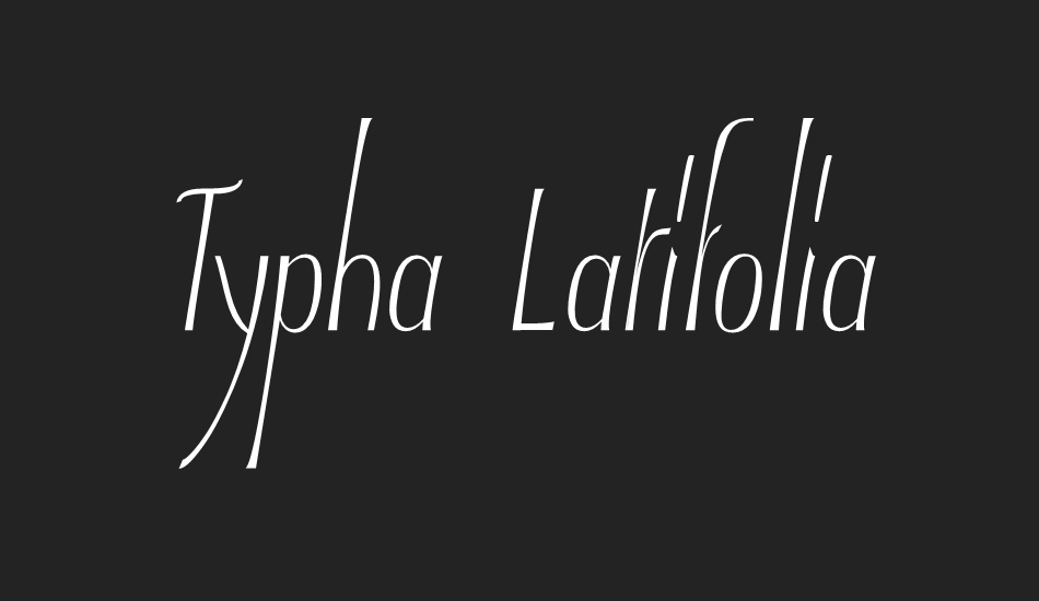 typha-latifolia-demo font big